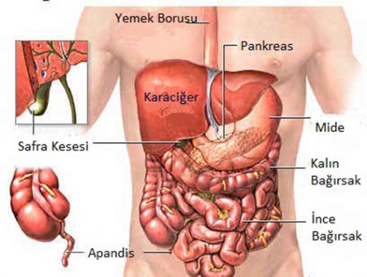 Vcut Anatomisi  Organlar
