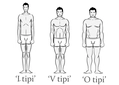 Vücut Tipleri Türleri ve Özellikleri